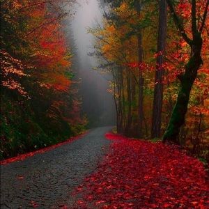 Meet your Posher, Charity